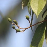 Cryptocarya wightiana Thwaites